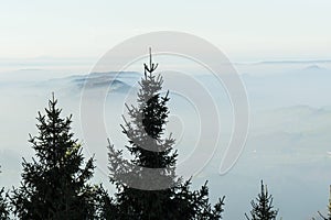Pine Tree Tops Among Mountain Mists photo