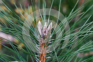 Pine tree tops, shaggy and sticky, close-up, green and beige