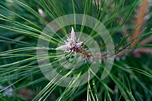 Pine tree tops, shaggy and sticky, close-up, green and beige