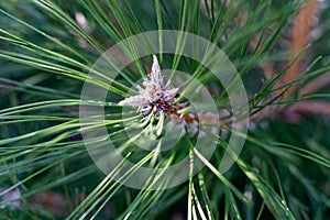 Pine tree tops, shaggy and sticky, close-up, green and beige