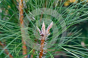 Pine tree tops, shaggy and sticky, close-up, green and beige