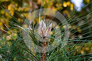 Pine tree tops, shaggy and sticky, close-up, green and beige