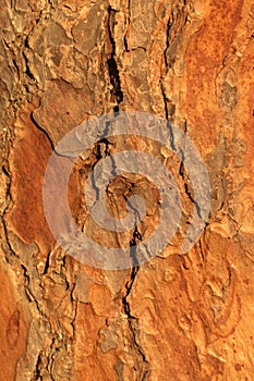 Pine tree trunk bark texture.