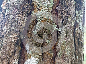 Pine tree trunk bark texture close up