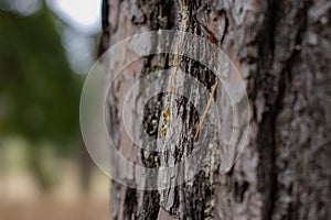 Pine Tree Trunk Bark Texture Close up on blurred background