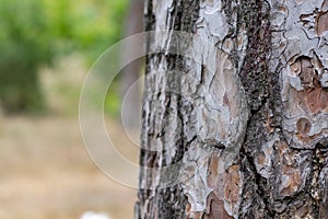 Pine Tree Trunk Bark Texture Close up on park bg
