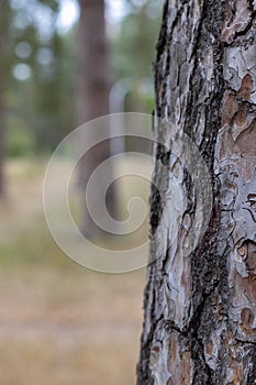Pine Tree Trunk Bark Texture Close up park way bg