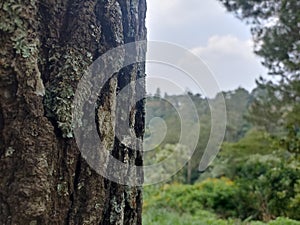 Pine tree trunk bark texture close up