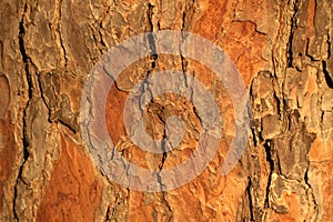 Pine tree trunk bark texture.