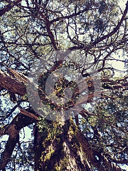 Pine tree trunk branches pibecones needles sky