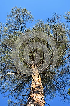 Pine tree trunk, branches and pine needles