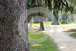 Pine tree trunk close-up. City Park.