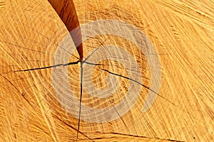 Pine-tree trunk cross-section.