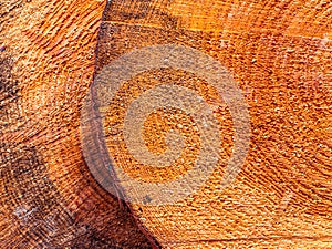 Pine tree trunk cross section surface texture