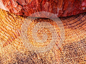 Pine tree trunk cross section surface texture