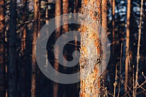 Pine tree trunk and crust in woodland near Divcibare, Maljen mountain resort in Western Serbia