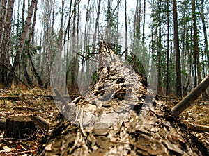 Pine tree trunk cut in the forest. Horizontal.
