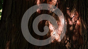 Pine tree trunk in forest in dappled sunlight background