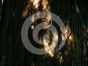 Pine tree trunk in forest in dappled sunlight background