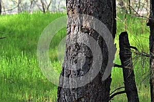 tree trunk in the forest on green grass background