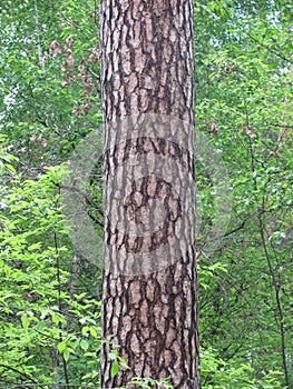Pine tree trunk