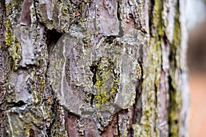 Pine Tree Trunk with Green Moss in the Woods