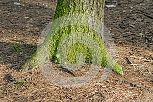 Pine-tree trunk in moss
