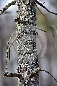 Pine tree trunk Moss