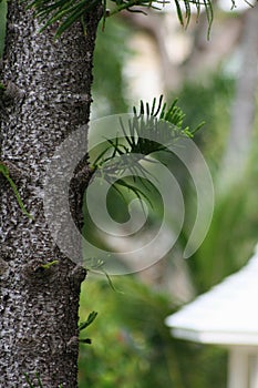 Pine tree trunk with pine leaves, soft background