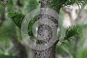 Pine tree trunk with pine needles, soft background