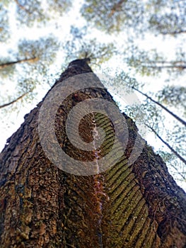 Pine tree trunks and blurred background