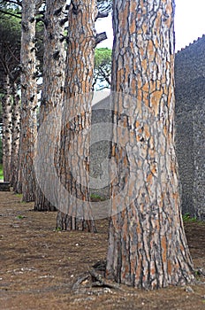 Pine tree trunks