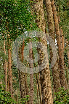 Pine tree trunks, detail of a forest in Flanders