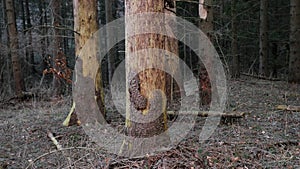 Pine tree trunks in a forest