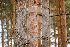 Pine tree trunks in the forest