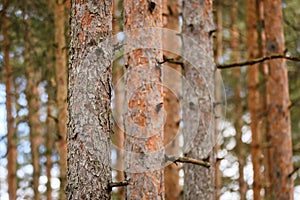 Pine tree trunks in the forest