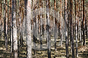 Pine tree trunks in forest - coniferous trees