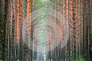 Pine tree trunks