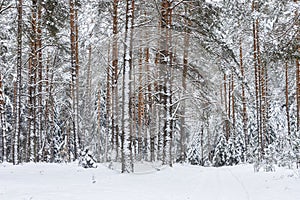 Pine tree trunks with snow in forest in winter. Scenic frost landscape