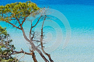Pine tree and turquoise water in Maria Pia beach