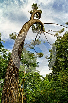 Pine tree with twisted trunk and long branches pointing to the sky.