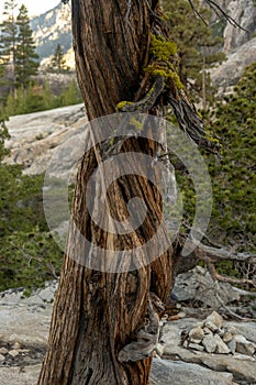 Pine Tree Twists Into a Helix