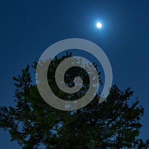 Pine tree under moonlight, Kenrokuen gardens, Kanazawa, Japan