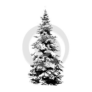 Pine tree, vector illustration