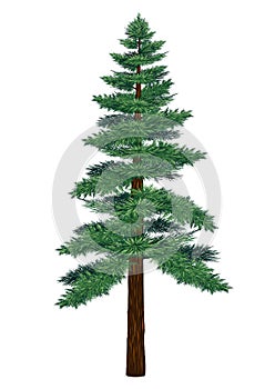 Pine tree vector on white background