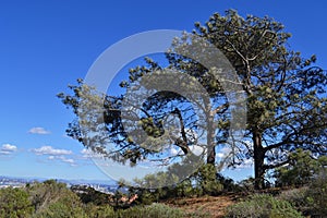 Pine tree with the view of Sandiego Bay, California, USA photo
