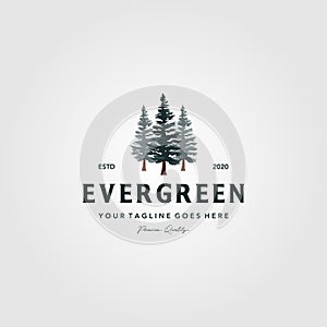 Pine tree vintage logo evergreen spruce fir vector emblem illustration design