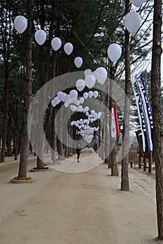 Pine Tree Walkway At Nami Island