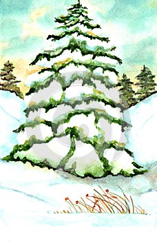 Pine Tree Watercolor