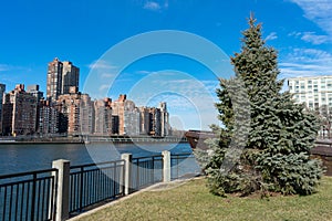 Pine Tree on the Waterfront along the East River at Roosevelt Island and looking towards the Upper East Side Skyline of New York C